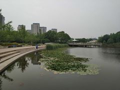 -新江湾城公园
