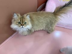 -1013 PET SHOP 宠物商店(近铁城市广场店)