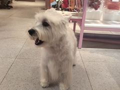 -FAELING PETS美天灵宠物(富力广场店)