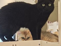 -有喵·猫咖·狗咖·30几只猫10只小狗(岗厦店)
