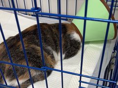 -可蒙动物医院·猫科·骨科中心(首义路店)