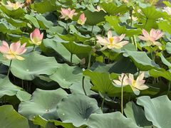 -木塔寺遗址生态公园