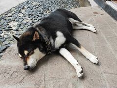 -柴犬高等学院·狗咖·柴犬售卖·宠物训练