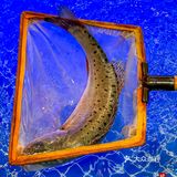 这是人均百元就能进的餐厅？太梦幻了！