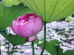 -陈家山荷花公园