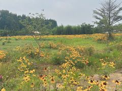 -日照海滨国家森林公园