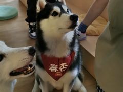 工作日撸狗至尊套餐-Husky Go! 哈士奇体验馆·宠物咖啡厅狗咖