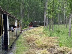 -合肥滨湖国家森林公园