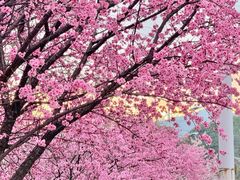 -花溪公园