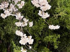 -石家庄市植物园