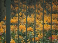 -杭州植物园