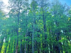 -上海共青森林公园