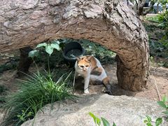 -龙华素斋(龙华路店)