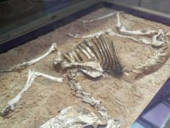 -陕西自然博物馆