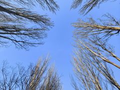 -大兴滨河森林公园