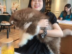 -遇见羊驼·奶狗咖·布偶猫咖·法斗柯基柴犬阿拉斯加(春熙路太古里IFS店)