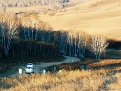 -乌兰布统景区-白桦林