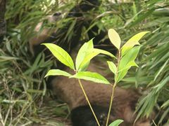 -都江堰中华大熊猫苑