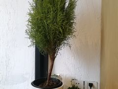 -常识咖啡common sense(春熙路店)