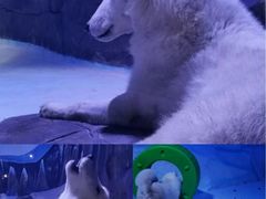 -海合安成都极地海洋公园