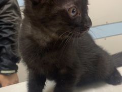 -中农国际动物医院24小时·猫科·骨科·急重症中心