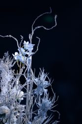 点击看大图 -三色锦婚礼定制