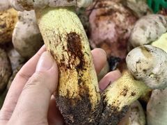 -双喜农庄·菌香园(安居家园店)