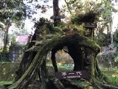 -阿里山神木遗迹