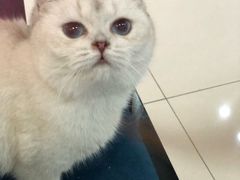 -鼓捣猫呢主题猫咖店