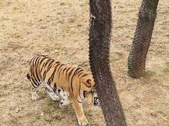 -西霞口神雕山野生动物世界