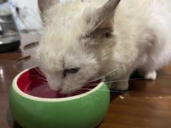 -博特宠物医院24h犬猫全科.骨科·异宠