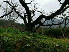-新建村梅花