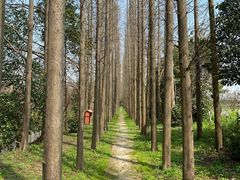 -上海长兴岛郊野公园