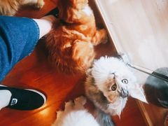 -70cat德文卷毛猫·缅因猫纯种猫舍