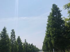 -黄海国家森林公园