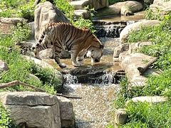 -大连森林动物园