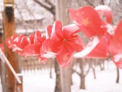 -香木香羊(小汤山店)