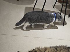 -藏猫猫咖啡主题馆(中央大道店)