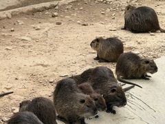 -泉州海丝野生动物世界