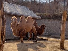 -石家庄市动物园