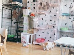 -Cappucimeow猫咪咖啡馆(韦伯时代店)