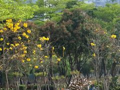 -顺峰山公园