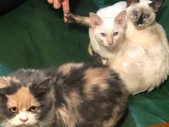 -猫色咖啡·猫咖