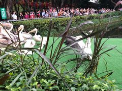 -广州长隆飞鸟乐园