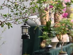 -柠檬花艺•日咖夜酒