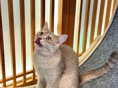 -猫小主咖啡·猫咖cat cafe(福田店)