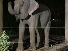 -清迈夜间动物园