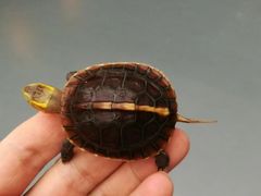 -灵龟之家百象馆(百象馆联合旗舰店)