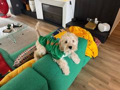 -帕帕拉兹宠物(亚洲旗舰店)