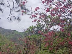 -木兰云雾山